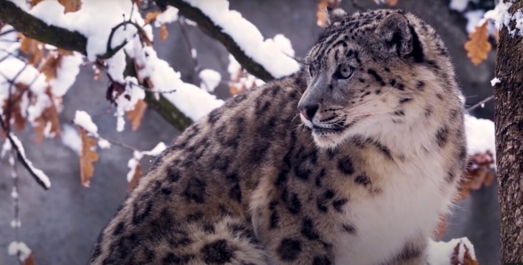 snow leopard