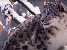 snow leopard